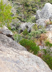 Dodonaea viscosa spatulata