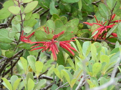 Psittacanthus biternatus