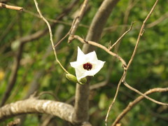 Ipomoea pauciflora