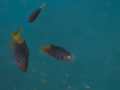 Neopomacentrus azysron