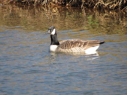Canada Goose photographed in Oklahoma
