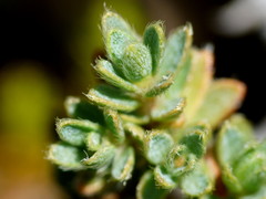 Pimelea oreophila hetera