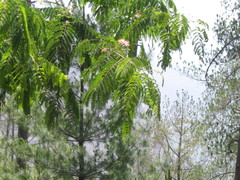 Albizia chinensis