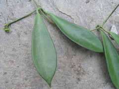 Hoya fusca