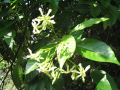 Trachelospermum lucidum