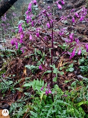 Erechtites runcinatus