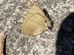Electrostrymon denarius