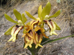 Vanda cristata