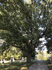 Acer saccharinum