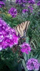 Papilio multicaudata