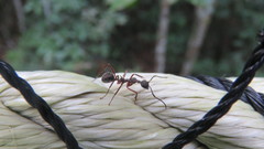 Dolichoderus attelaboides