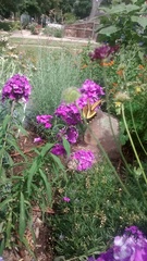 Papilio multicaudata