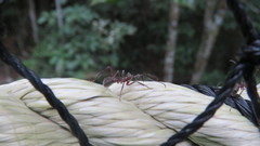 Dolichoderus attelaboides