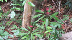 Pavonia multiflora