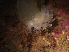 Dendronotus