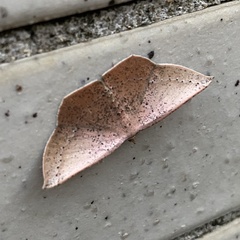 Plesiomorpha punctilinearia