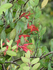 Psittacanthus biternatus