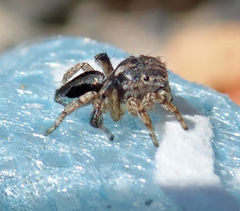 Maratus chrysomelas