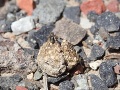 Maratus chrysomelas