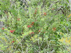 Psittacanthus biternatus