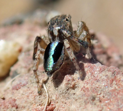 Maratus chrysomelas