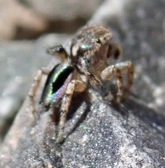 Maratus chrysomelas