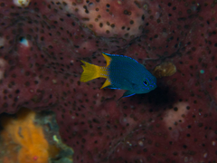 Neopomacentrus azysron