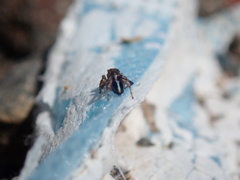 Maratus chrysomelas
