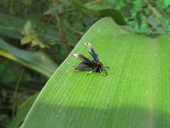 Myrmecopsis strigosa