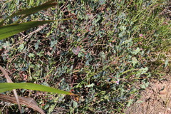 Pelargonium tabulare