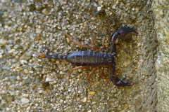 Euscorpius flavicaudis