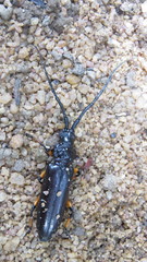 Sphallopterus batesi