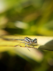 Austrocoenagrion lyelli