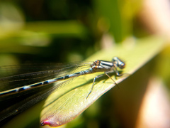 Austrocoenagrion lyelli