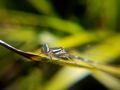 Austrocoenagrion lyelli