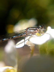 Austrocoenagrion lyelli