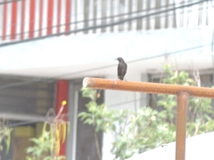 Molothrus bonariensis