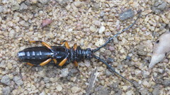 Sphallopterus batesi