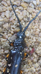 Sphallopterus batesi