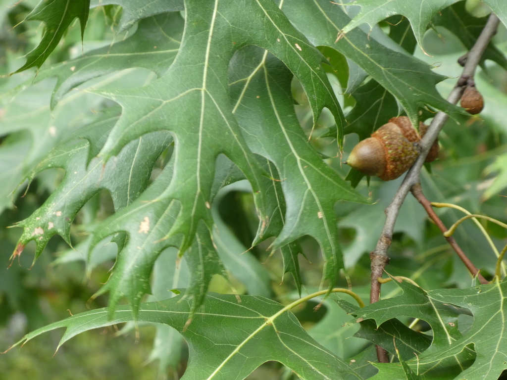 scarlet oak from Homewood, Illinois Sacramento Avenue on September 21 ...