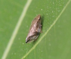 Clovia conifera