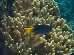 Neopomacentrus azysron