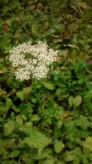 Conioselinum scopulorum