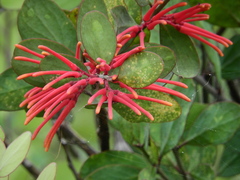 Psittacanthus biternatus