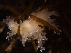 Dendronotus