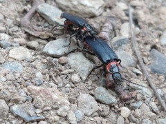 Chauliognathus magellanicus