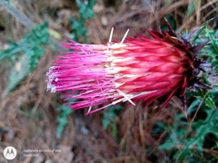 Cirsium anartiolepis