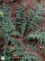 Cirsium anartiolepis