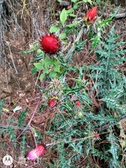 Cirsium anartiolepis