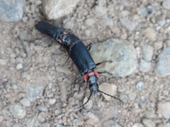 Chauliognathus magellanicus